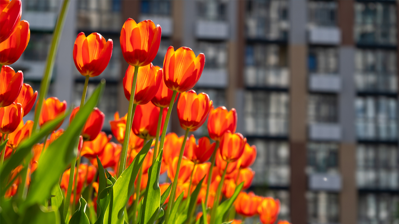 Spring for Condo Communities